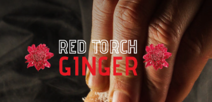 Red Torch Ginger 